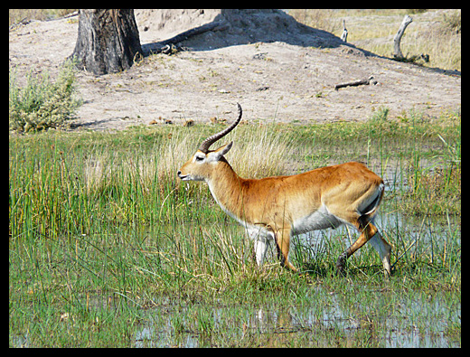 cobe de lechwe